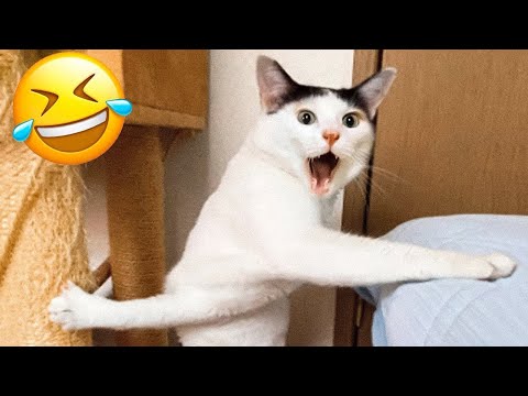 Nuevos clips de gatos y perros más divertidos de 2025 😻🐈Intenta no reírte 🤣 Parte 11