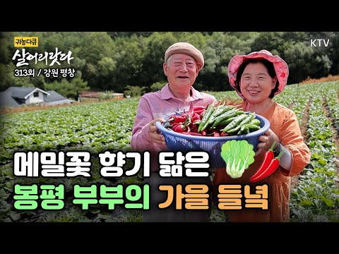 (강원 평창/313회) 메밀꽃 향기 닮은 부부의 가을 들녘 귀농하길 참 잘 했어요~ Koreatv, buckwheat flower, red pepper