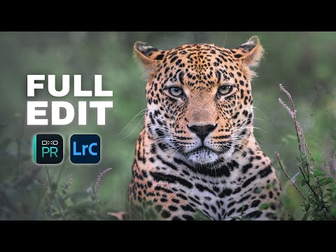 How to Edit Wildlife Photos (Workflow Tips & Tricks)