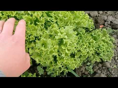 Сезон в розпалі сіємо, поливаємо на урожай чекаємо!