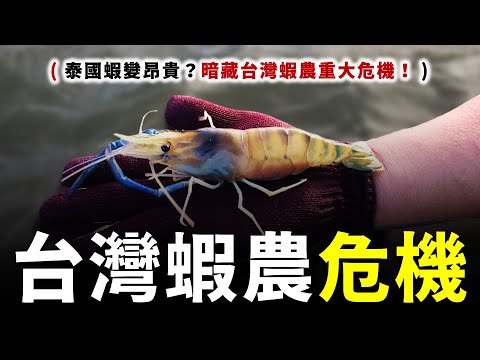 蝦子漲價背後居然是...台灣史上最大蝦農危機！?這就是台灣養泰國蝦的真正內幕嗎？ 【社會觀察家系列 】f.t @shinherfa700 ＃海邊過日子