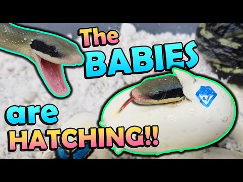 Baby *Blue Beauty* Snakes Hatching!! 