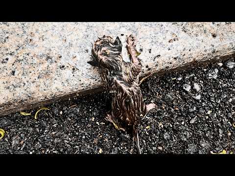 A dying kitten abandoned by her mother in rain gets a second chance through a woman's tender care