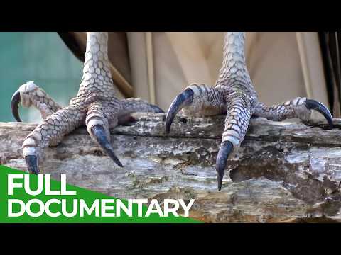 Eagles: Hunters of the Sky | Wild Italy | Episode 3 | Free Documentary Nature