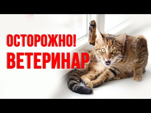 Как выбрать ветеринара, чтобы не навредить кошке