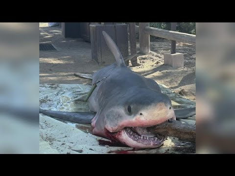 Great White Shark washes ashore at Torrey Pines