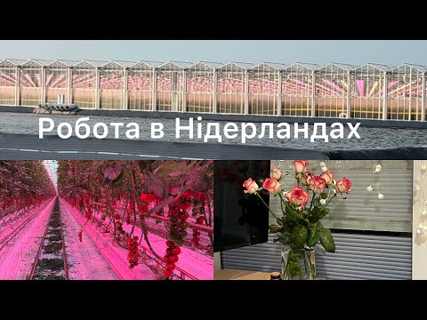 Нідерланди/ скільки коштує доба проживання/ робота та зарплатня