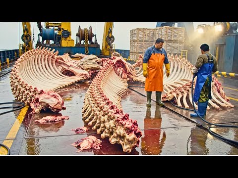 🎣 Hunting the 3,500KG Giant Grouper | Deep-Ocean Longline Doc