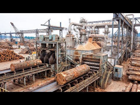 Do You Know How Paper Is Made from Wood? It’s More Complex Than You Think.