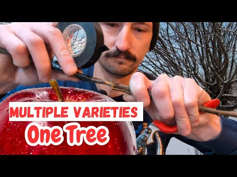 Grafting Apples to Crab Apple Trees | SIMPLE Graft Technique