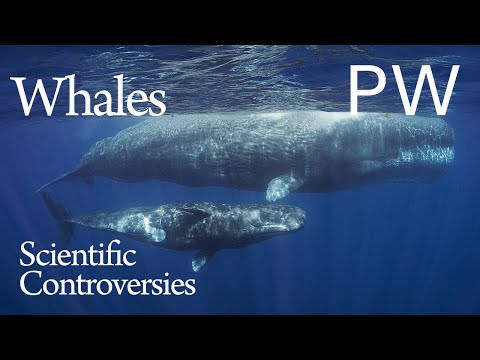 Can We Talk to Whales? Experts Weigh in.