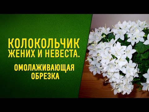 Колокольчик Жених и Невеста  Омолаживающая обрезка