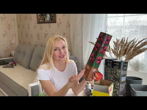 УЮТНЫЕ ДЕРЕВЕНСКИЕ ВЫХОДНЫЕ/ГОТОВИМСЯ К ВЕСНЕ/РАСТЕНИЯ ДЛЯ БУДУЩЕГО САДА/ ПИРОГИ С КАРТОШКОЙ