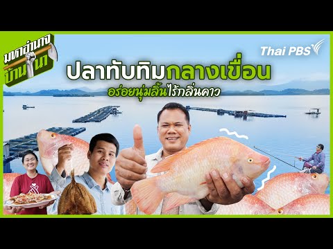 Tilapia from the reservoir: Delicious, tender, and odorless | Maha Amnat Ban Na