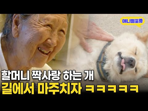 "밥 먹었어~?" 할머니가 너무 좋은 시골똥개 반응 ㅋㅋㅋㅋ | KBS 인간극장 - 상길 할머니의 만가 2013 방송