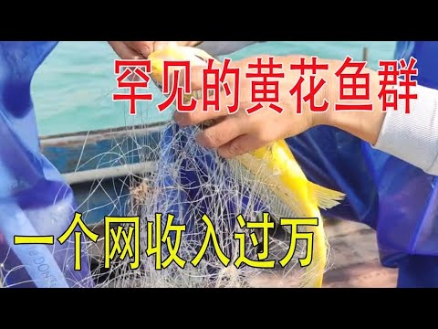 【Collection】Encountering rare yellow croaker groups  one net worth over ten thousand yuan  the scen