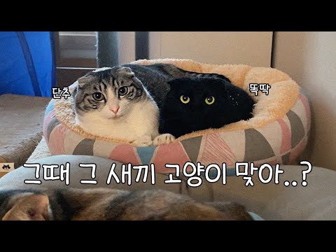 어미 고양이가 비틀거리는 새끼를 두고 떠나버린 2년 후.