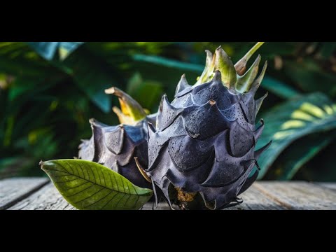 Rare Black Suriname dragon grafted onto a 4-sided Succulent red rootstock for further propagation.