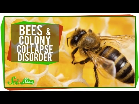 What's Happening to Honey Bees?
