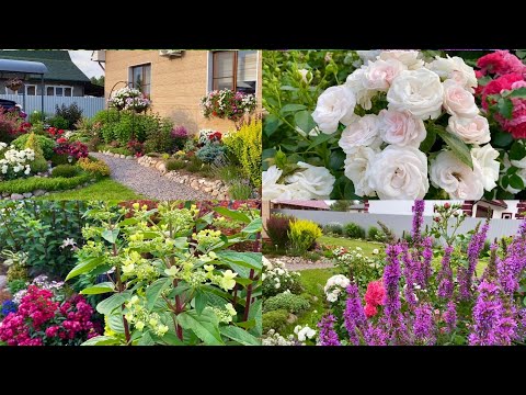 Цветочная феерия в моём  цветнике/ Вереск не подвёл/ ставлю черенки/ 🥀🌿🌺👒