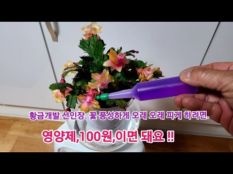 "New Year" If you grow this plant, you'll get rich? They say rich people secretly grow it. Golden...