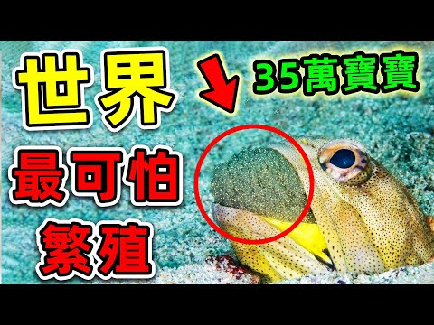 全世界最可怕的10個動物繁殖！一次能生35萬個寶寶，第一名竟然靠用嘴巴！|#世界之最top #世界之最 #出類拔萃 #腦洞大開 #top10 #動物繁殖 #最可怕繁殖