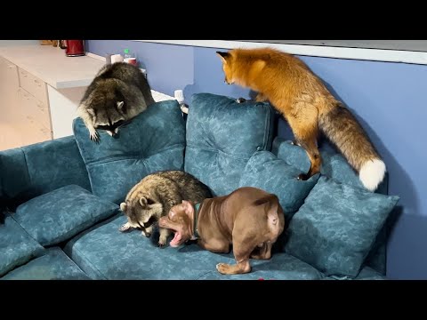 RACCOON GORA BIT ZEUS / Raccoon, fox and dog Games