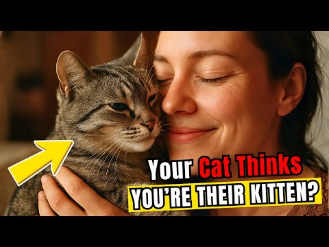 7 Subtle Signs Your Cat Thinks You’re Their Kitten