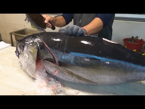 Amazing Skill!Best Tuna Cutting Master Collection, Luxurious Bluefin Tuna Sashimi 令人驚嘆的技巧!最好的鮪魚切割大師