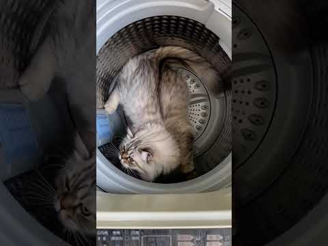 This Cat’s Reaction Will Make You Laugh Instantly 🤣#cat #cats #funny #catreaction #funnycats