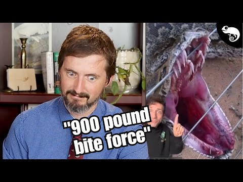 Zoologist Reacts to TERRIBLE (and Terribly Viral) Snake Videos