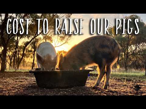 The COST of raising our TWO pigs | Australian Offgrid Homestead