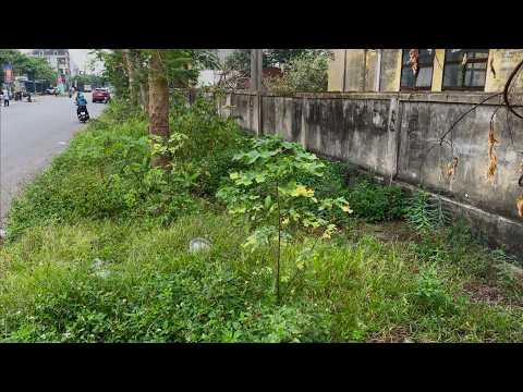 Watch us clean up this overgrown sidewalk mess and the helpful transformation