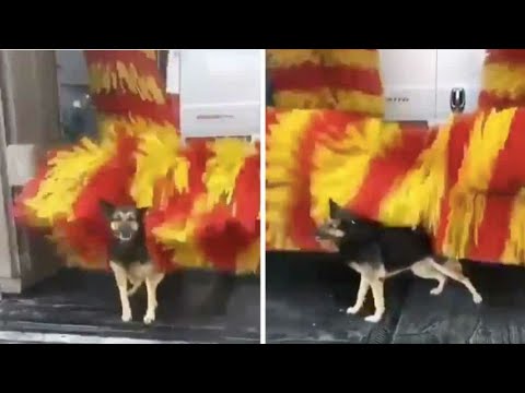 30 Minutes of Your Daily Dose of Internet #3