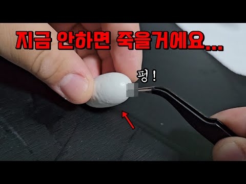 부화시기 지나 죽고 있는 거북이알을 쪼개보았습니다...