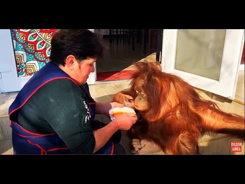 УМОРА ! Орангутанг Дана ЕСТ ЛЮБИМЫЙ БОРЩ !!!