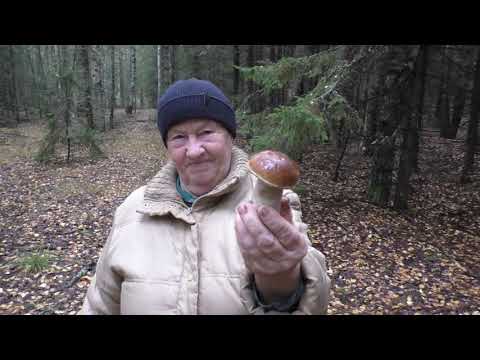 САМЫЕ НАСТОЯЩИЕ БЕЛЫЕ ГРИБЫ! С бабушкой и с МАЛЫШОМ в ЛЕС по ГРИБЫ!