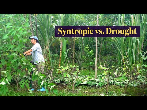 Syntropic Agroforestry | Surviving Drought and Dealing with Hydrophobic Soil