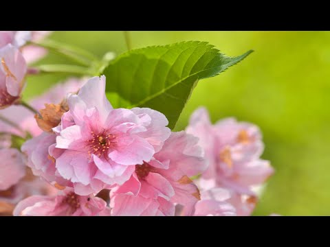 10 Hours of Relaxing Music - Sleep Music, Piano Music for Stress Relief, Sleeping Music (Edith)