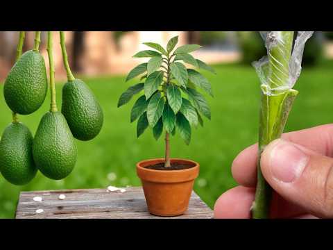 🥑How to Graft Avocados at Home? Step-by-step Guide