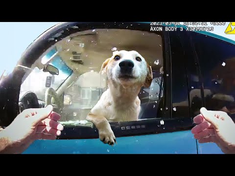 When Cops RESCUE Dogs From EVIL People..