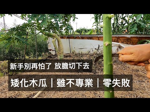 矮化木瓜︱雖不專業︱零失敗?新手別再怕了 放膽切下去