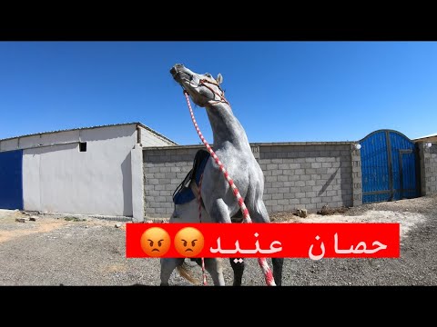 #فلوق (٦) حصان عنيد😡￼يحاول الأنطلاق😨وطريقة التعامل معه