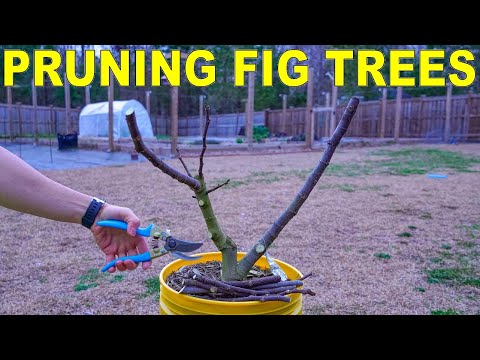 Pruning Fig Trees Perfectly For Fig Cuttings [COMPLETE GUIDE]