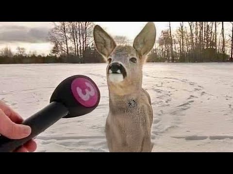 I would die laughing for these animals Funniest ANIMAL Videos 2025