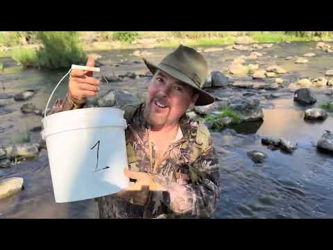 How Much GOLD Did the Old-Timers Leave Behind?