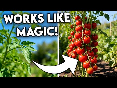 Grow Tons of Tomatoes, Not Leaves - Complete Growing Guide