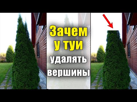 Стрижка туи. Зачем и как правильно формировать центральный проводник у туй колоновидных сортов.