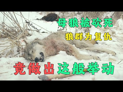 被野狼群盯上有什么下场？猎人因救下狼崽被狼王疯狂报恩，70岁老头却惨遭野狼疯狂追杀！
