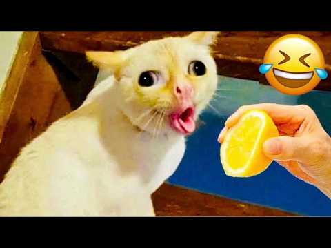 Funniest Cats and Dogs Videos 2026😼🐶Try Not To Laugh😜